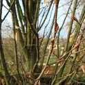 Carpinus betulus rameau